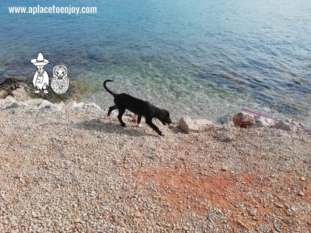 A dog at the beach in Ksamil Albania