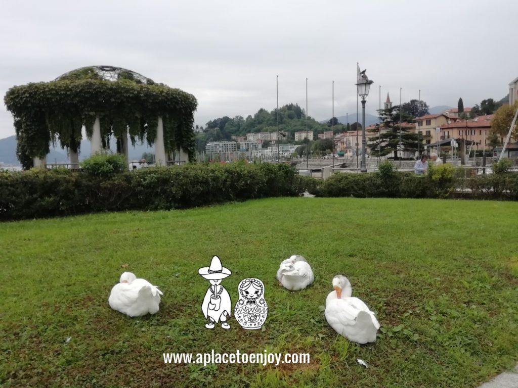 Geese in Laveno-Mombello